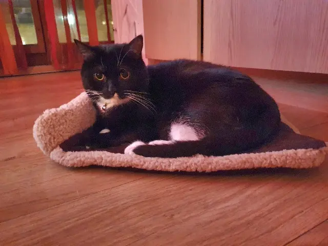 chat reunited   78210 Saint-Cyr-l'École Félix