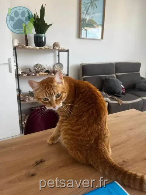 gatto reunited   78000 Versailles Gaspard