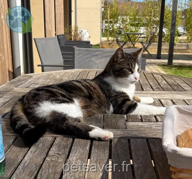 cat reunited   78120 Rambouillet Gaspard