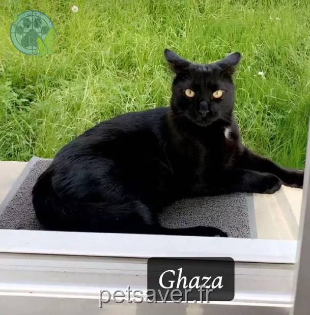 chat reunited   78370 Plaisir Ghaza
