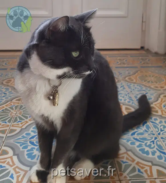 chat reunited 78400 Chatou Gribouille