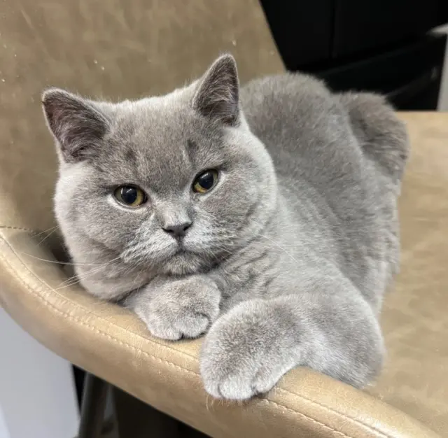 chat reunited   78800 Houilles Grigri