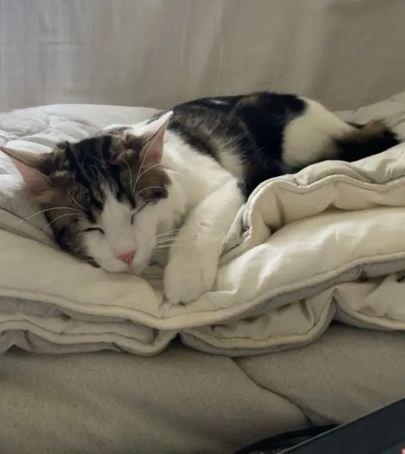 chat reunited   78280 Guyancourt Gucci