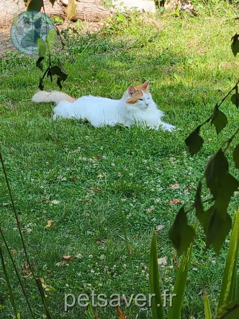 chat reunited   78730 Saint-Arnoult-en-Yvelines Horus