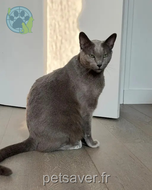 gatto reunited   78230 Le Pecq Ido