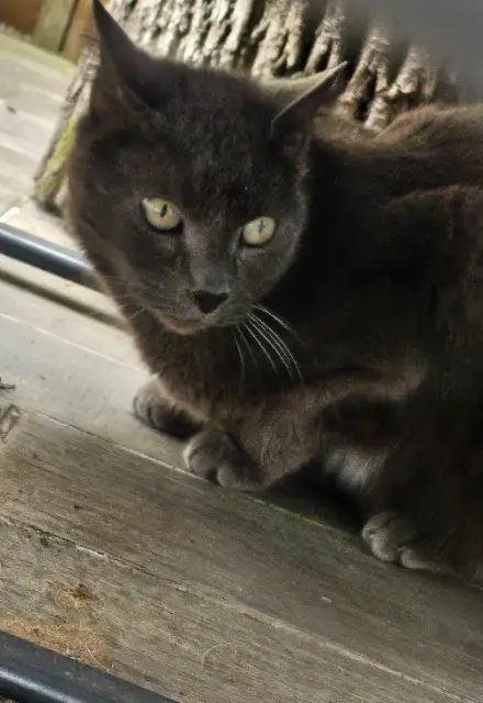 chat reunited   78510 Triel-sur-Seine Katousou