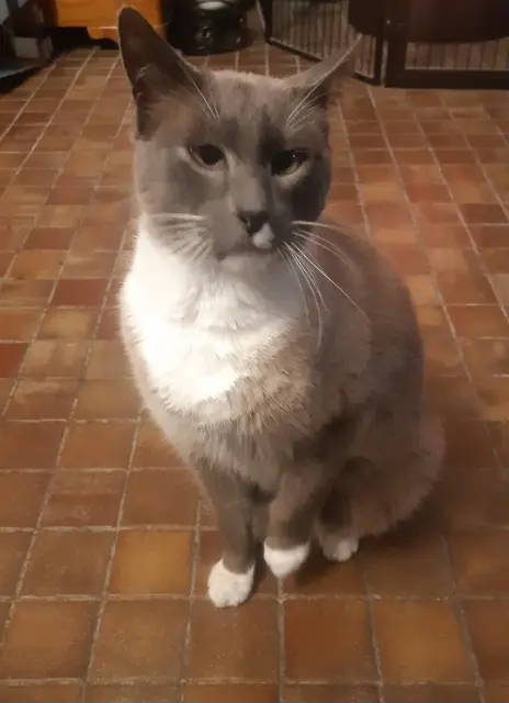 chat reunited   78780 Maurecourt Leo