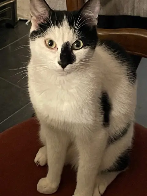 chat reunited   78450 Villepreux Lucky