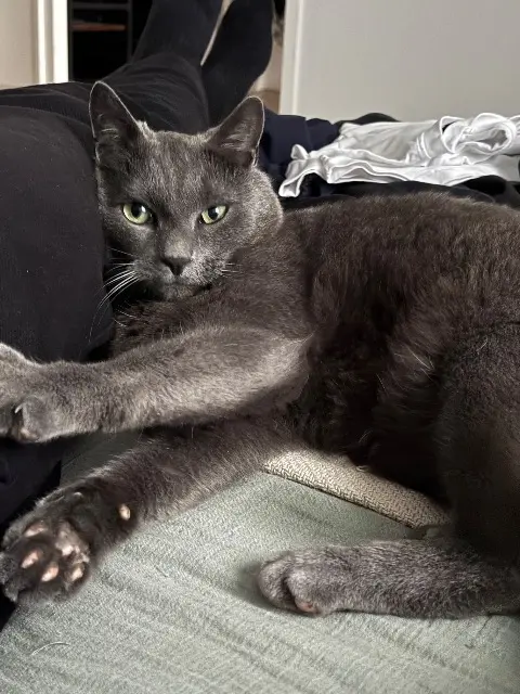 chat reunited   78260 Achères Léo