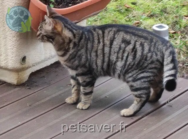 chat reunited    Saint-Germain-en-Laye Malou