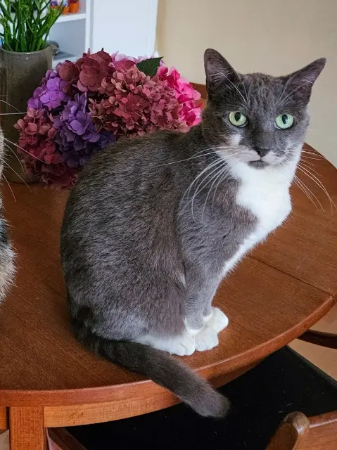 chat reunited   78760 Jouars-Pontchartrain Marlou