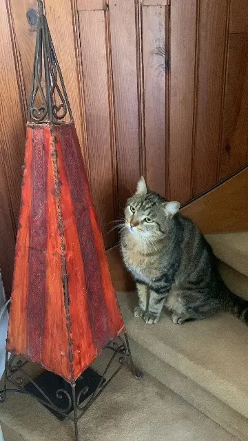 chat reunited   78360 Montesson Maximus