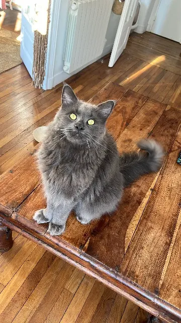 chat reunited    Saint-Germain-en-Laye Meeko