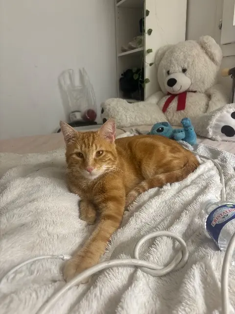 chat reunited   78520 Limay Michel