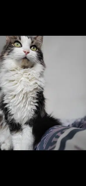 chat reunited   78600 Maisons-Laffitte Milo