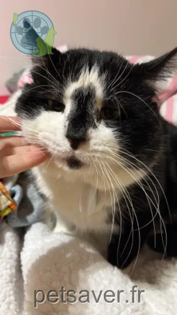 chat reunited 78640 Neauphle-le-Château Mimi