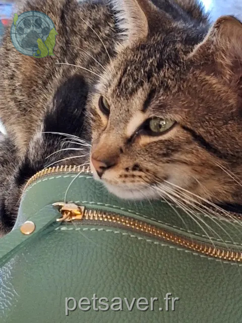chat reunited   78300 Poissy Minet