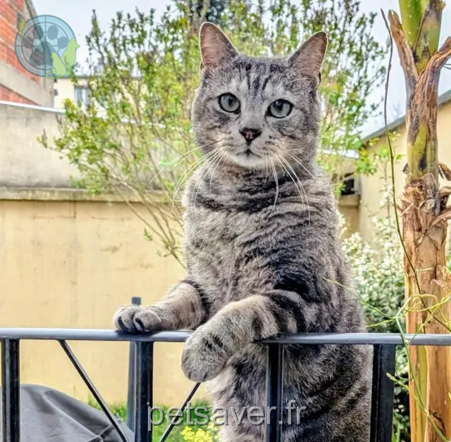 chat reunited 78955 Carrières-sous-Poissy Mistigri