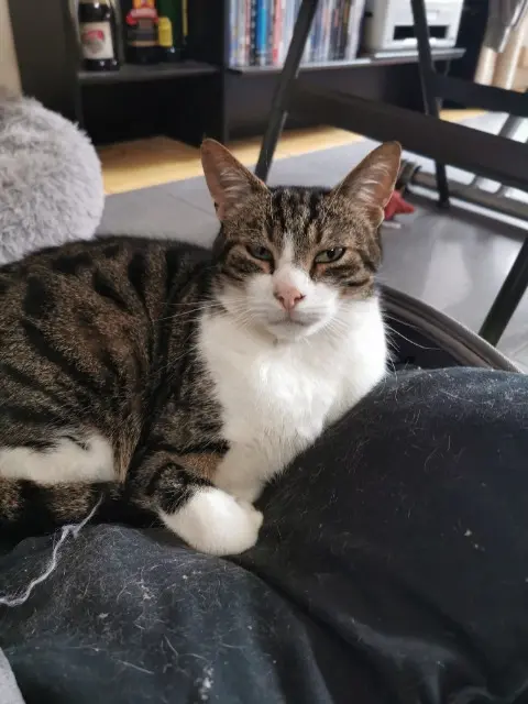chat reunited   78810 Feucherolles Moka