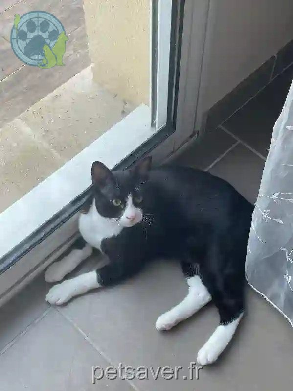 Chat Trouvé 78 Yvelines - Natsu Chat Trouvé 78 Yvelines - Natsu