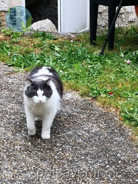 chat reunited   78270 Bennecourt Nino