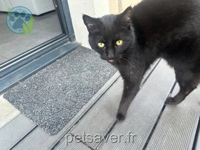 chat reunited 78120 Rambouillet Oggy