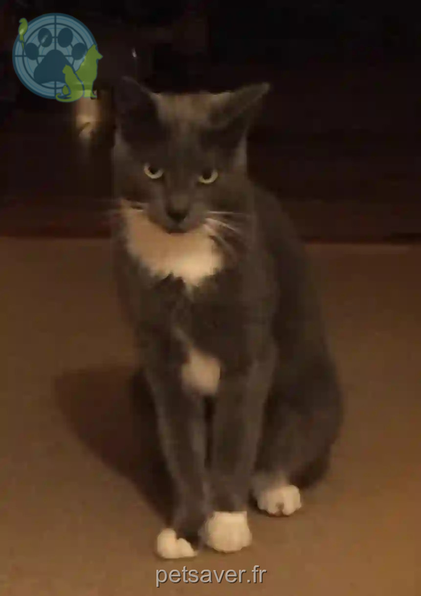 Chat Perdu 78 Yvelines - Oliver