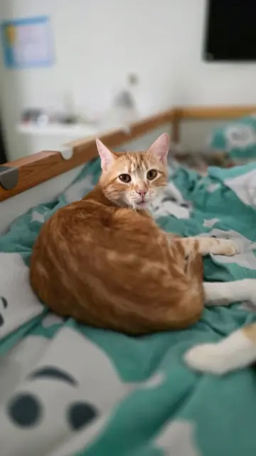 chat reunited   78000 Versailles Oliver