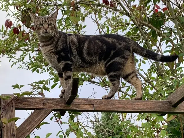 chat reunited   78760 Jouars-Pontchartrain Pacco
