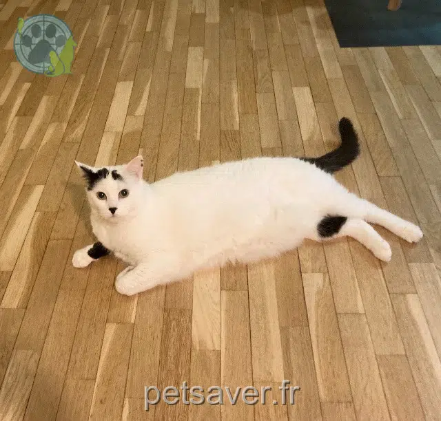 chat reunited 78500 Sartrouville Paimpol