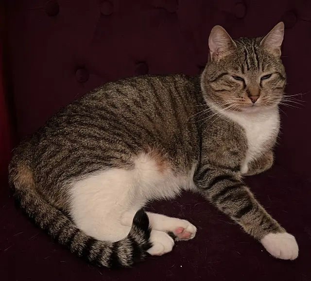 chat reunited   78620 L'Étang-la-Ville Patoune