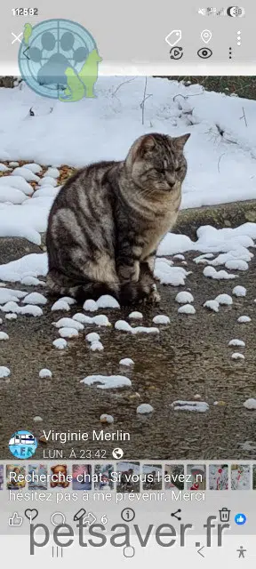 chat reunited 78610 Le Perray-en-Yvelines Pilepoil