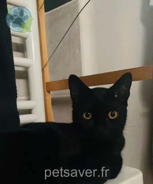 chat reunited 78800 Houilles Pitchou