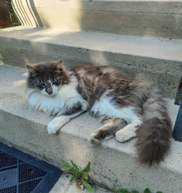 chat reunited   78410 Nézel Poke