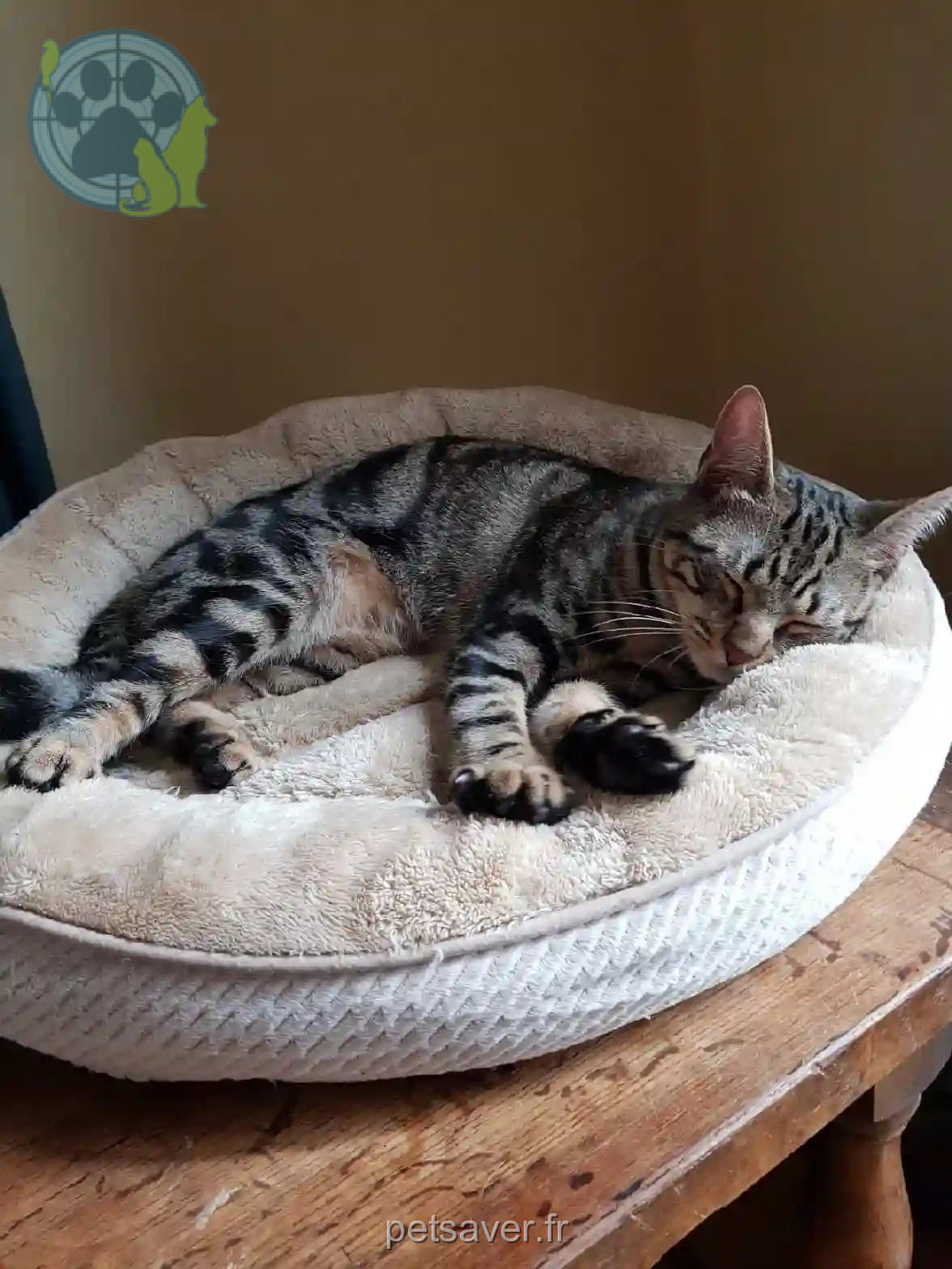 Chat Trouvé 78 Yvelines - Rafale Chat Trouvé 78 Yvelines - Rafale