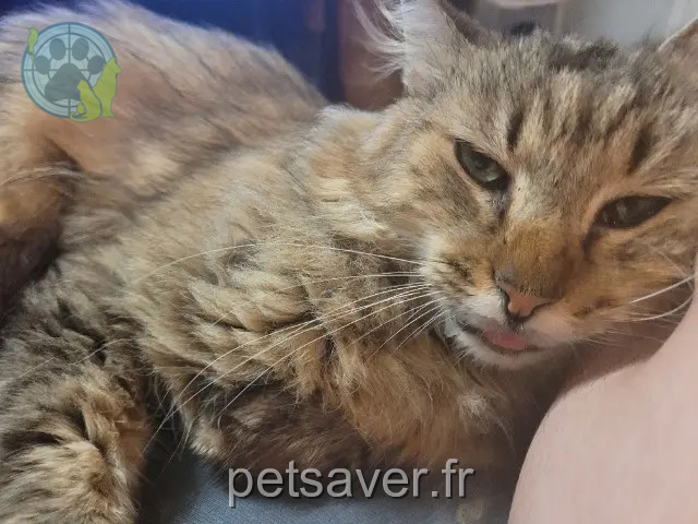 kater reunited   78500 Sartrouville Reska