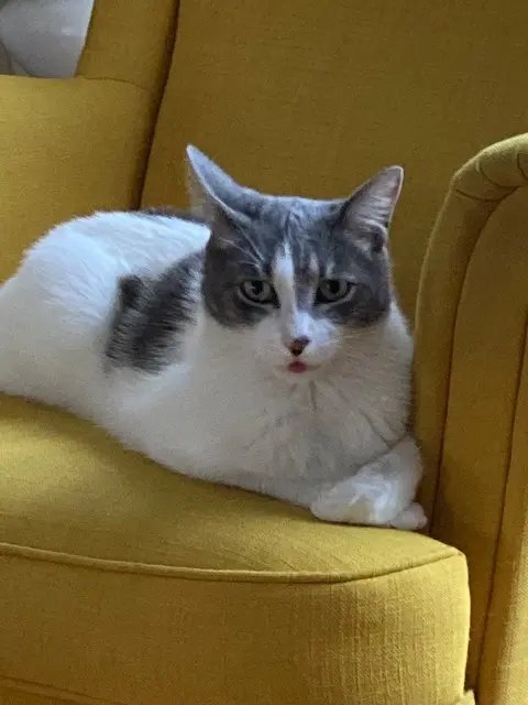 chat reunited   78700 Conflans-Sainte-Honorine Rio