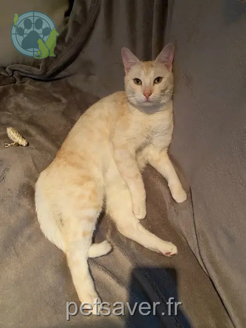 chat reunited   78250 Meulan-en-Yvelines Roméo