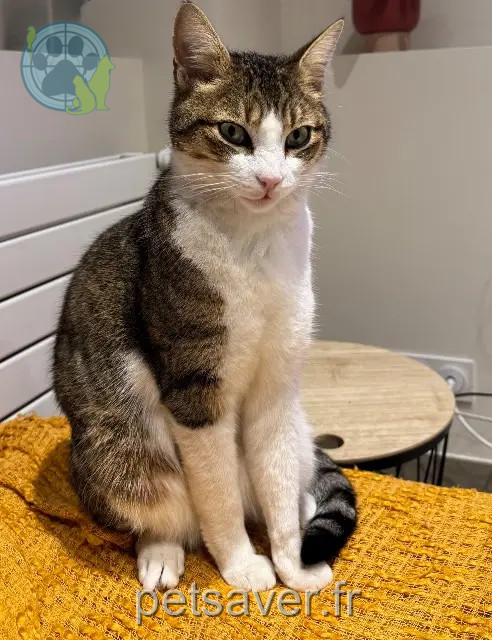 chat reunited   78700 Conflans-Sainte-Honorine Roxy