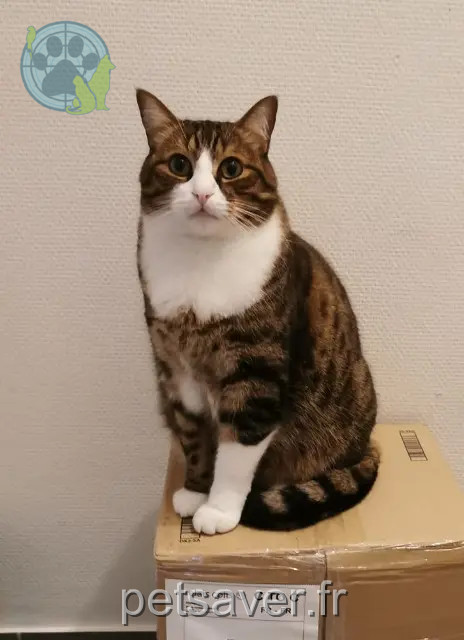 Kater reunited 78480 Verneuil-sur-Seine Ruben