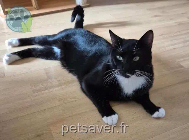 chat reunited   78711 Mantes-la-Ville Salem