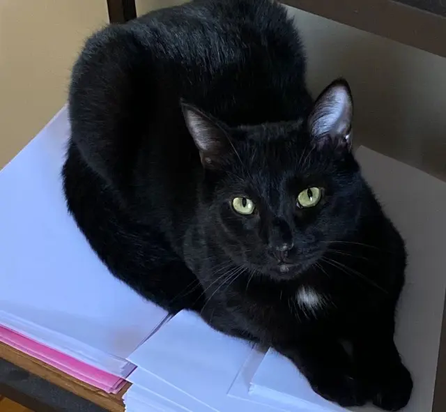 chat reunited   78510 Triel-sur-Seine Salem