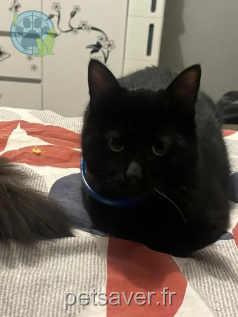 gatto reunited 78360 Montesson Shadow