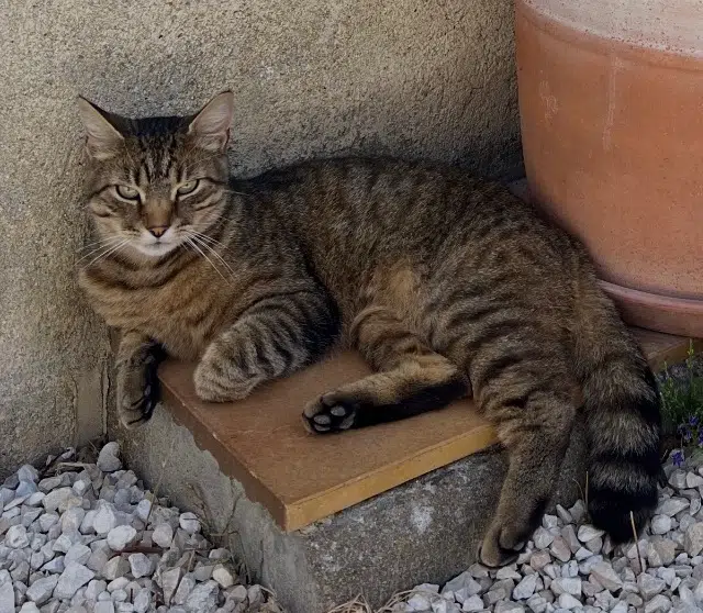 chat reunited   78440 Jambville Shazam