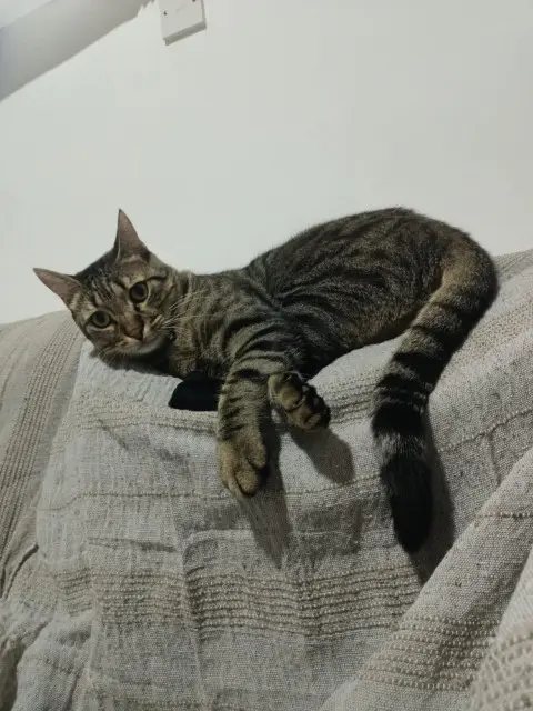 chat reunited   78500 Sartrouville Sliema