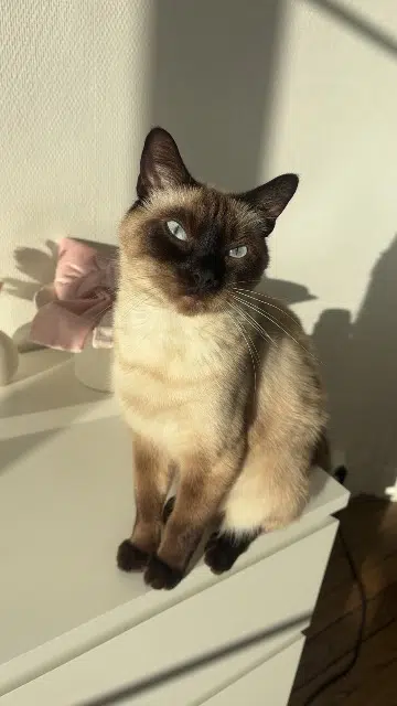 chat reunited   78250 Meulan-en-Yvelines Smokii