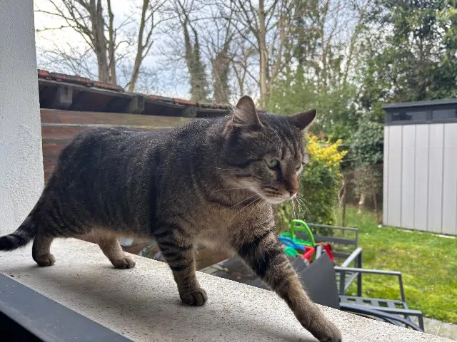 chat reunited   78700 Conflans-Sainte-Honorine Squitsh