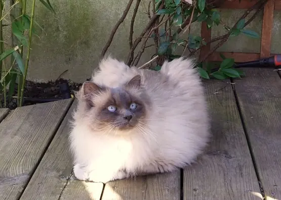 chat reunited   78380 Bougival SUSHI