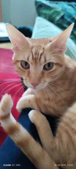 chat reunited   78580 Maule Tango