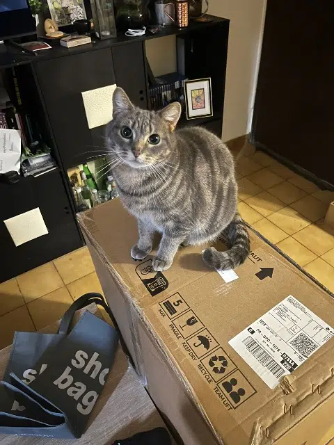 chat reunited   78390 Bois-d'Arcy Taz